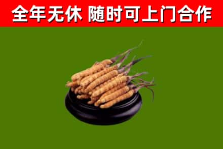 太仆寺回收散虫草