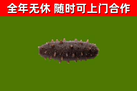太仆寺回收海参干